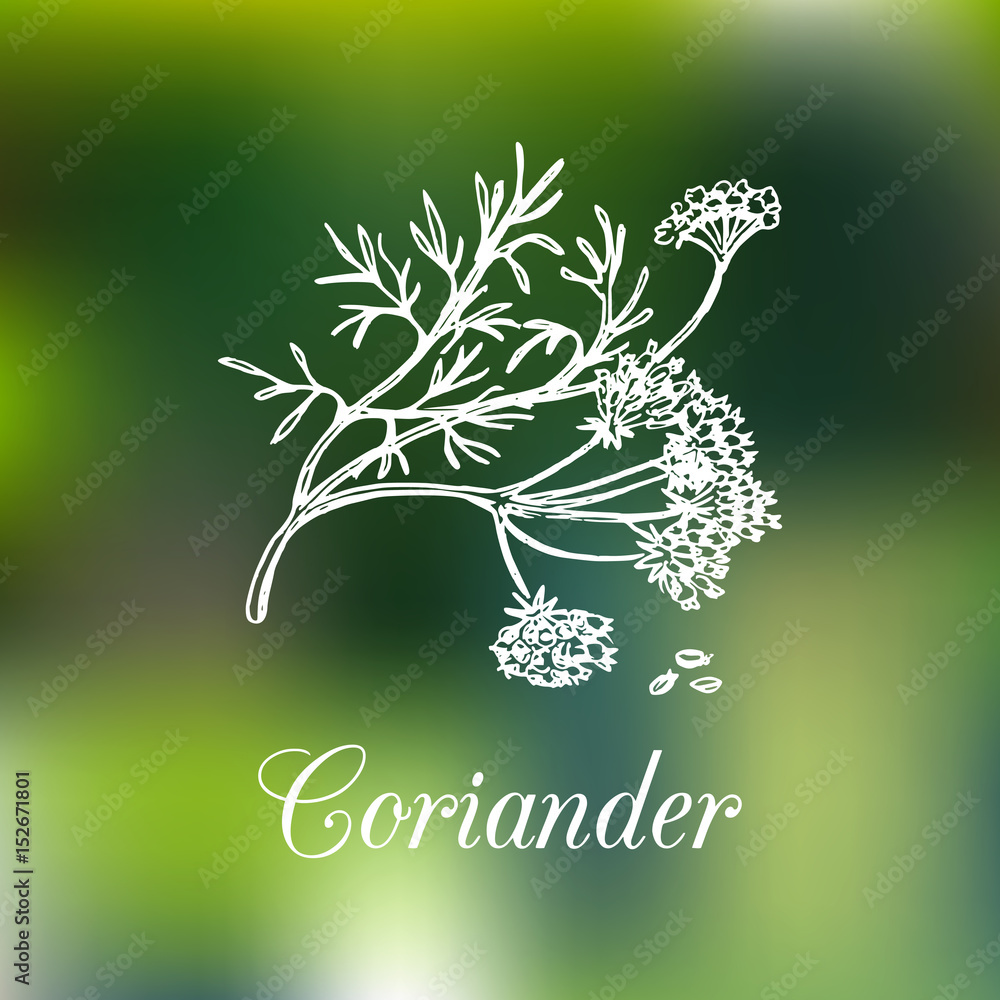 Vector coriander illustration. Hand drawn botanical sketch of Chinese ...