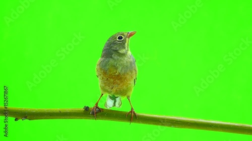 ortolan (Emberiza hortulana) isolated on a green background in studio shot photo