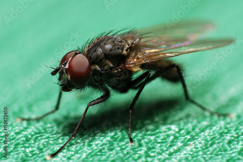 Macro of house flies or fly insect close up. Little fly on green table 