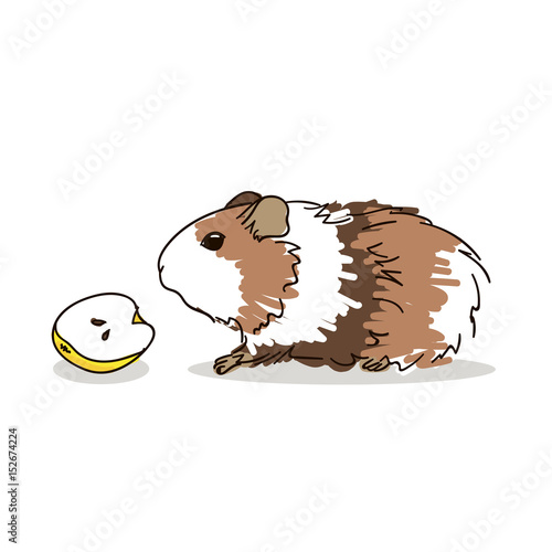 Guinea pig with a brown coat color. Pets.