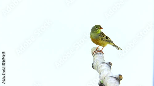 ortolan (Emberiza hortulana) isolated on a white background in studio shot photo