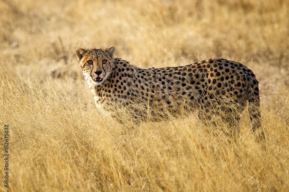 Naklejka premium Cheetah on the prowl in Etosha