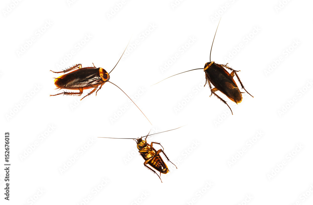 Three cockroach on white background gray Three cockroach on white background gray
