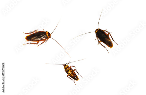 Three cockroach on white background gray