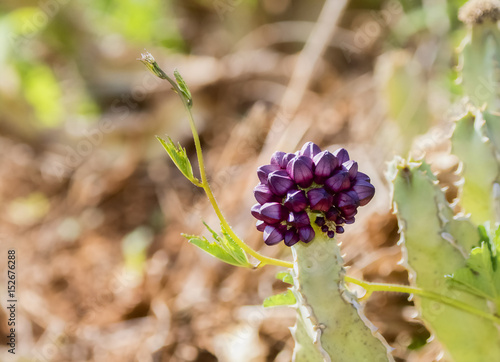 Caralluma Flowering Cactus photo