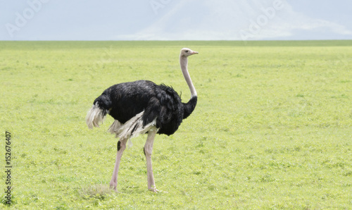 Common Ostrich (Struthio camelus) in Grasslands on the Seregenti in Northern Tanzania