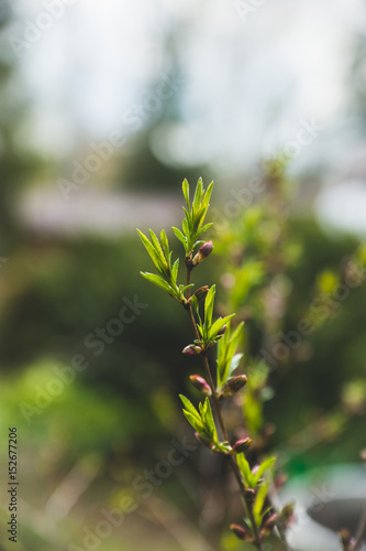 Almond steppe bush in the garden. Selective focus.