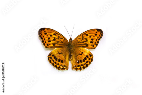 Leopard. Nymphalid. Beautiful butterfly on a white background. Card. Isolated on white with plenty of room for your text