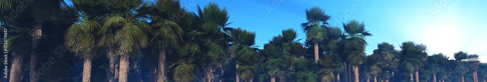 Palm Grove, Mexican palm trees, Panorama of palm trees, a grove of Mexican palms, 3d rendering
