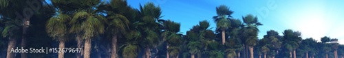 Palm Grove  Mexican palm trees  Panorama of palm trees  a grove of Mexican palms  3d rendering  