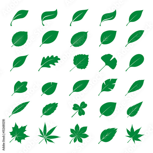 Collection of Green Leaves. Vector Illustration.