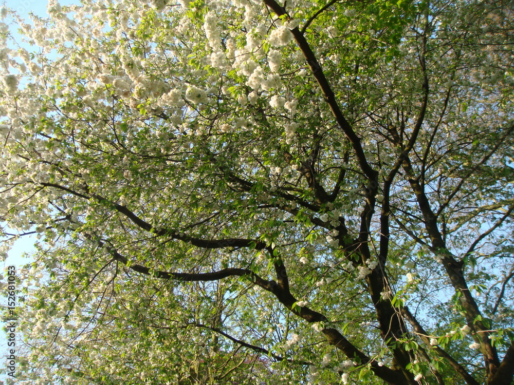 Fototapeta premium Árbol