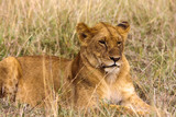 Lioness resting on the grass. Kenya, Africa