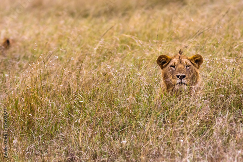 Lion in the thick grass. Masai Mara, Kenya © Victor