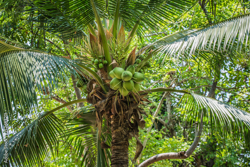 coconut tree