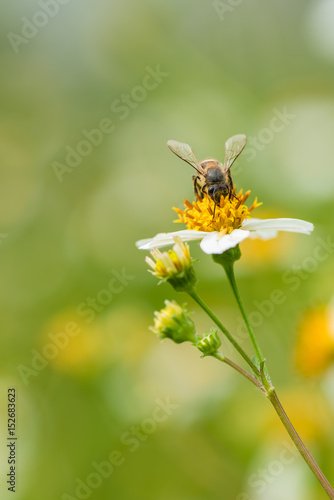 Bee is collecting the nectar from wild daisy. © phichak