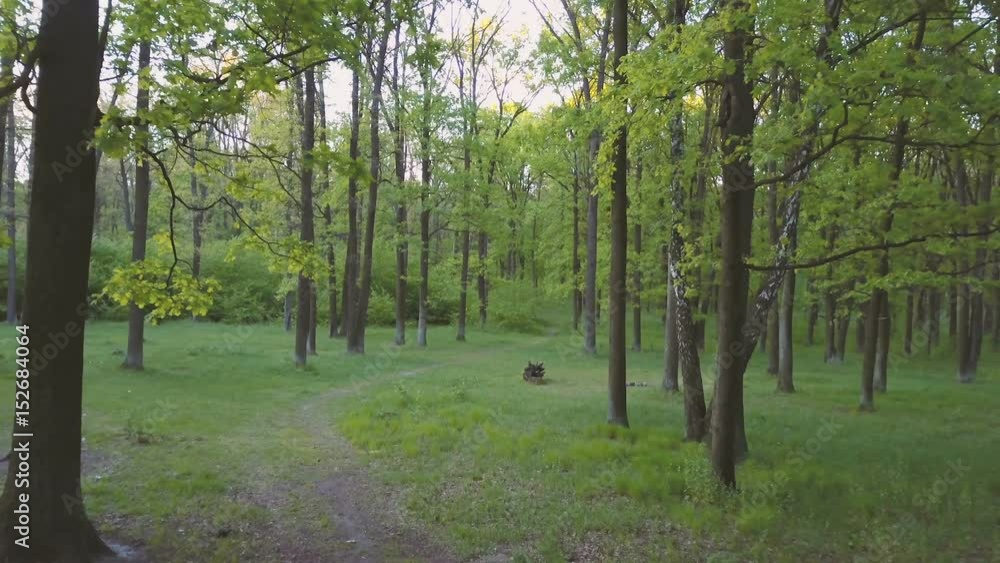 Fresh green spring deciduous forest. The camera moves at low altitude through an oak grove. Aerial footage Fresh green spring deciduous forest. The camera moves at low altitude through an oak grove. Aerial footage