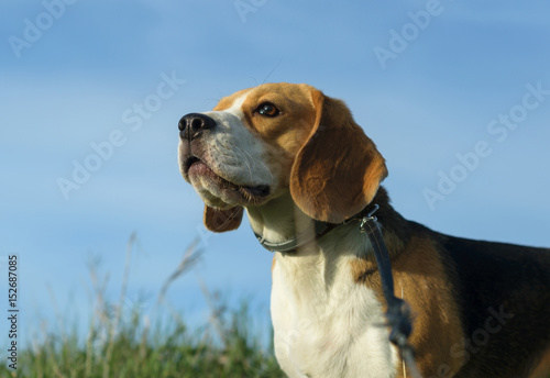 Portrait of a Beagle on a walk on a blue sky background