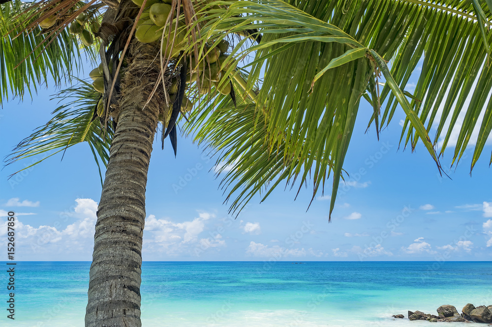 Palm tree on tropical beach Palm tree on tropical beach