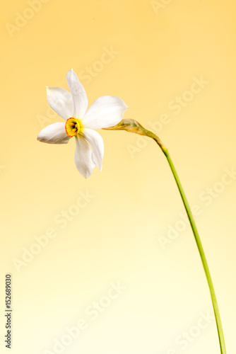 Fototapeta Naklejka Na Ścianę i Meble -  Wild narcissus. Wild flower isolated on color background.