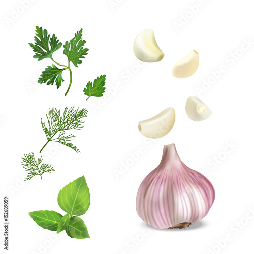 Vector realistic colorful illustration of garlic.