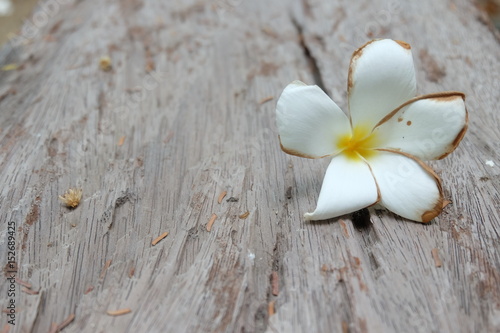 White Plumeria on the old wooden table 