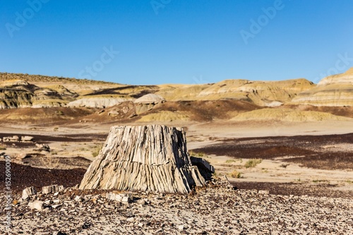 petrified wood, tree stump in the desert, climate change, global warming