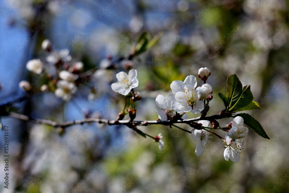 White flowers of blooming tree cherry. Spring colors on textured background White flowers of blooming tree cherry. Spring colors on textured background