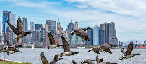 goose flying over manhattan new york city landscape background