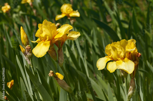 Fototapeta Naklejka Na Ścianę i Meble -  Beautiful blooming yellow iris flower in the garden
