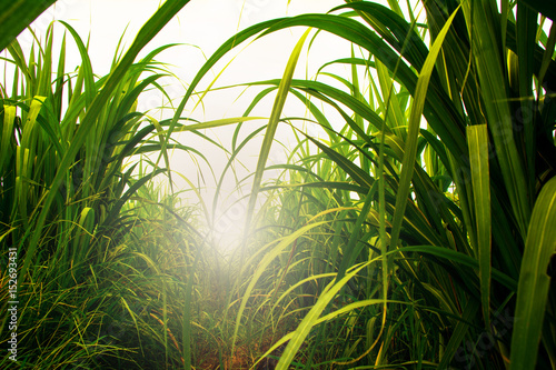 Sugarcane field in blue sky with white sun ray