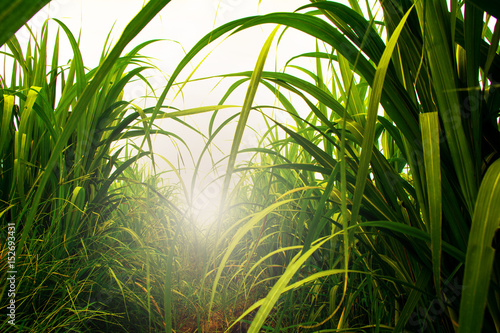 Sugarcane field in blue sky with white sun ray photo