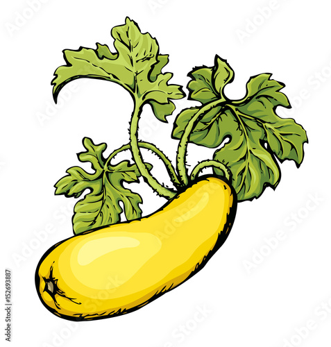 Zucchini. Vector drawing