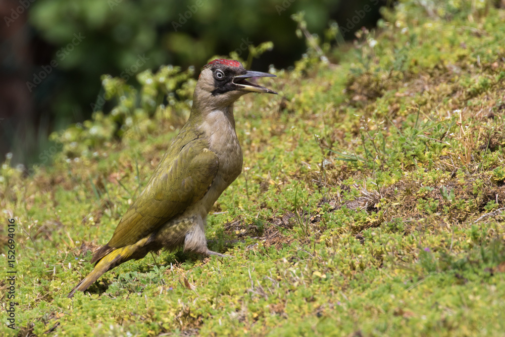 Grünspecht an einem Hang im Garten auf Ameisensuche StockFoto Adobe