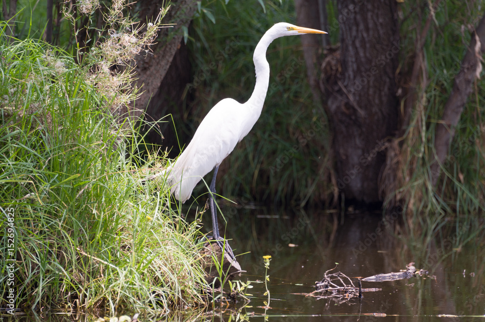Obraz premium Egret in the Xochimilco canals