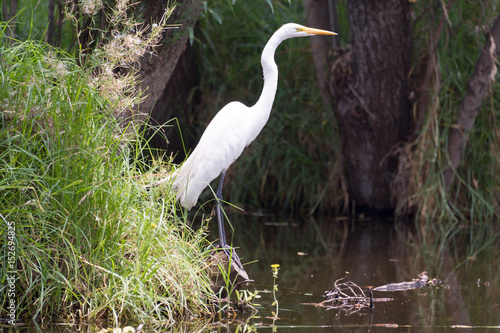 Egret in the Xochimilco canals