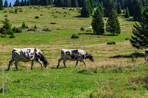 Wallpaper Mural Cows walking In A Pasture Torontodigital.ca
