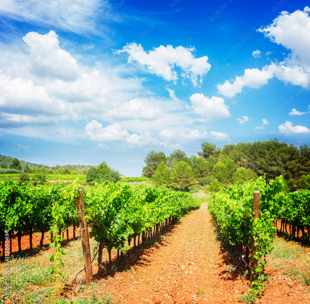 Vineyard green rows under blue summer sky with clouds, France, retro toned