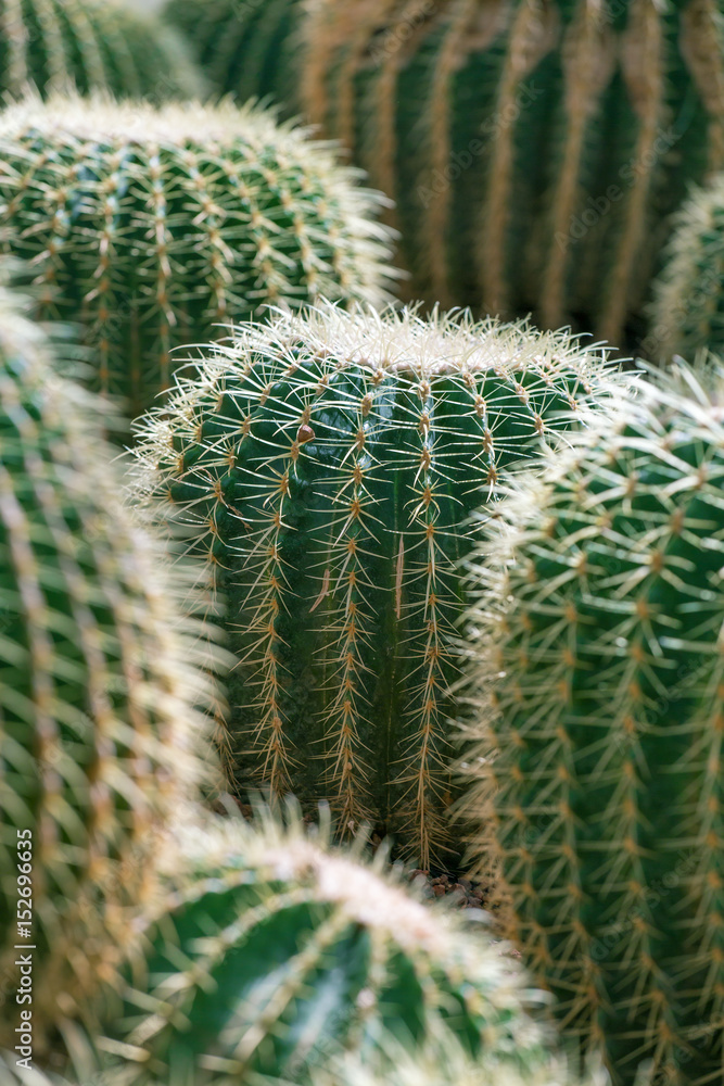 Fresh green cactus with needles closeup Fresh green cactus with needles closeup