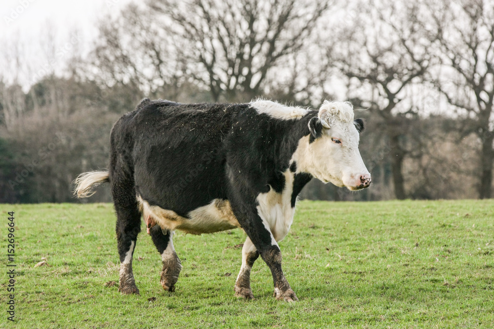Large black and white cow walking across pasture in a field