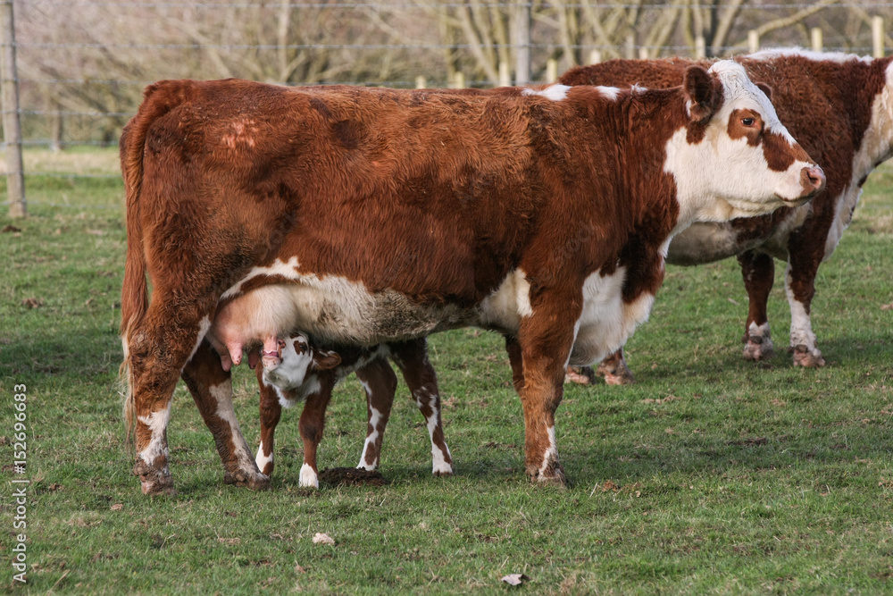 Young calf suckling from mother cow outside in a field Young calf suckling from mother cow outside in a field