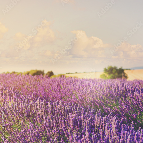 Lavender flowers blooming field, Provence France, retro toned © neirfy