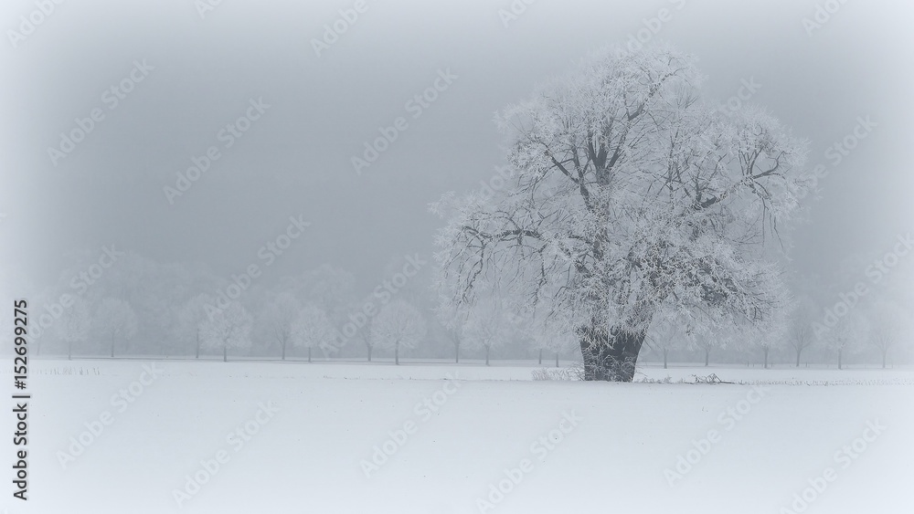 Fototapeta premium Frost