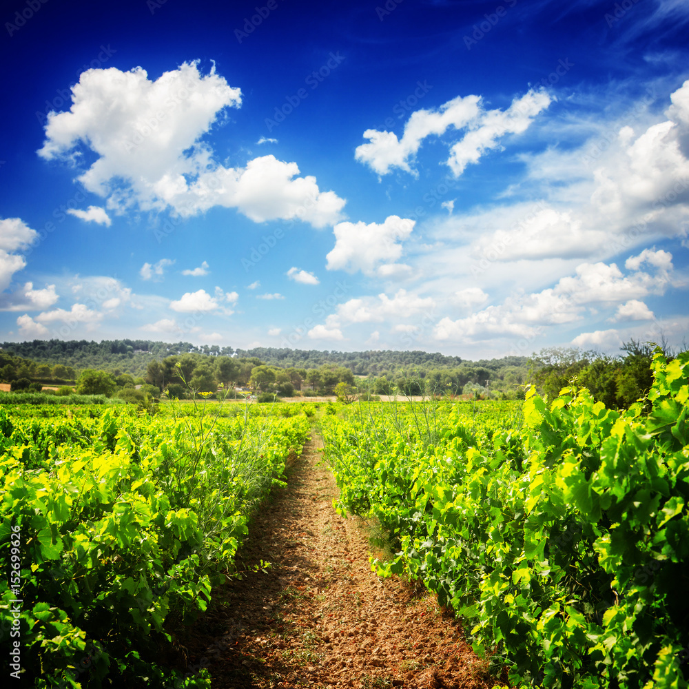 Vineyard green fresh rows under blue sky with couds, France, retro toned