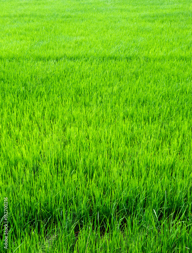Rice field scenery in thailand, green background