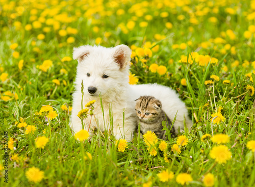 Puppy and kitten lying together in dandelions
