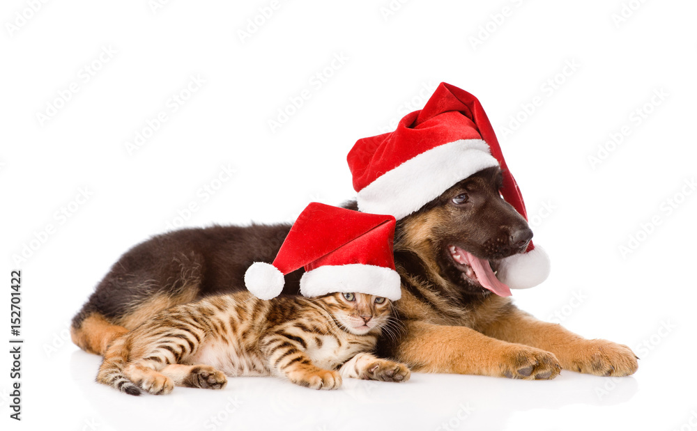 Cat and dog in red christmas hats lying together. isolated on white background Cat and dog in red christmas hats lying together. isolated on white background