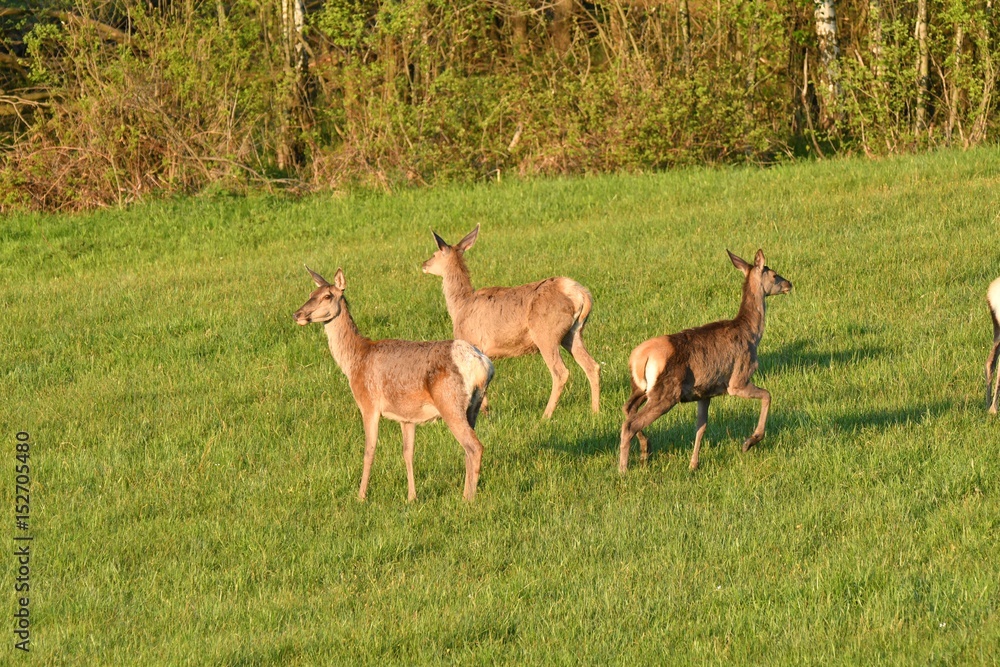 herd of deer grazing on the meadow herd of deer grazing on the meadow