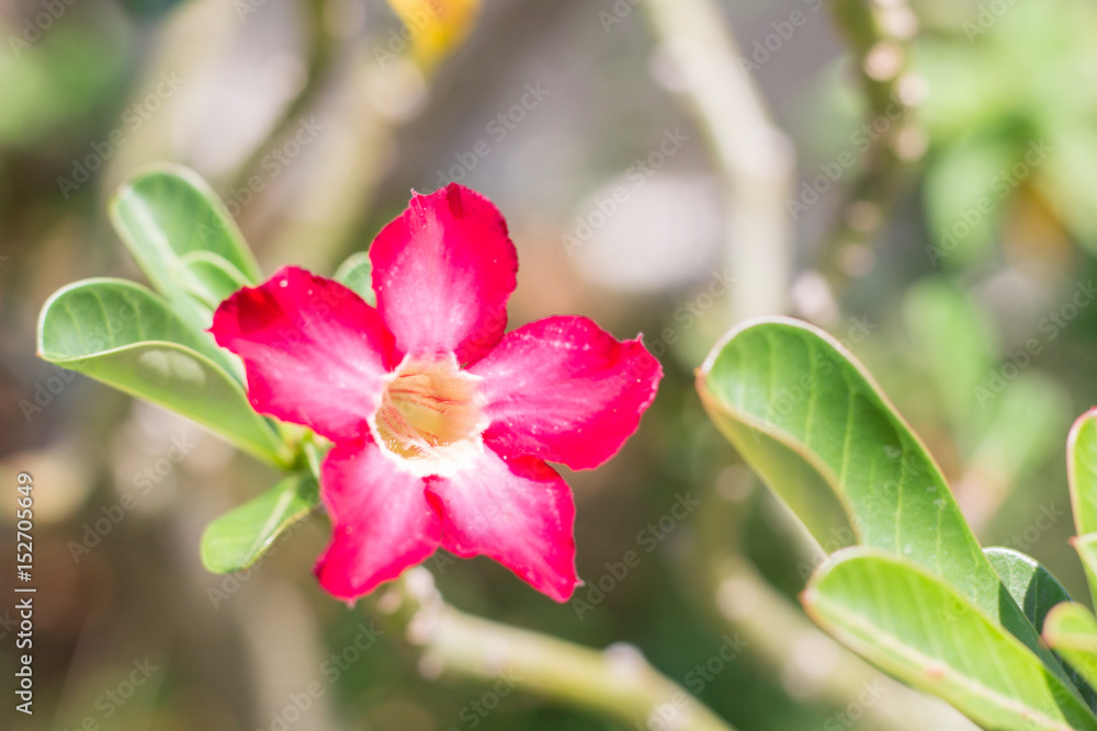 natural flowers Azalea flowers. Impala Lily or Desert Rose or Mock Azalea, beautiful pink flower in garden. natural flowers Azalea flowers. Impala Lily or Desert Rose or Mock Azalea, beautiful pink flower in garden.