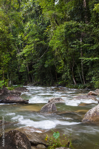 Fototapeta Naklejka Na Ścianę i Meble -  Evergreen jungle forest after rain.
